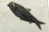 Multiple Fossil Fish (Mioplosus & Knightia) Plate - Wyoming #233914-1